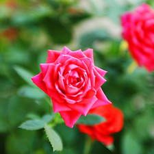 Bright Pink Roses