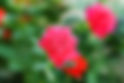 Pink Roses