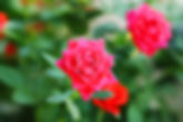 Pink Roses