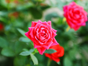Roses Don't Live Long, Neither do We!