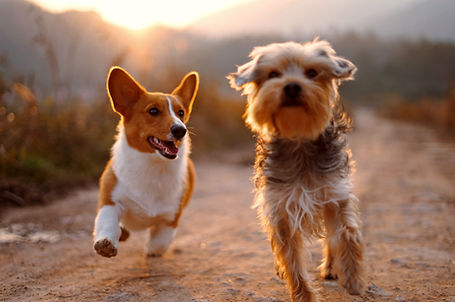 two brown and white dogs running dirt ro
