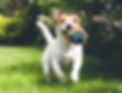 Dog with a toy_edited_edited.jpg
