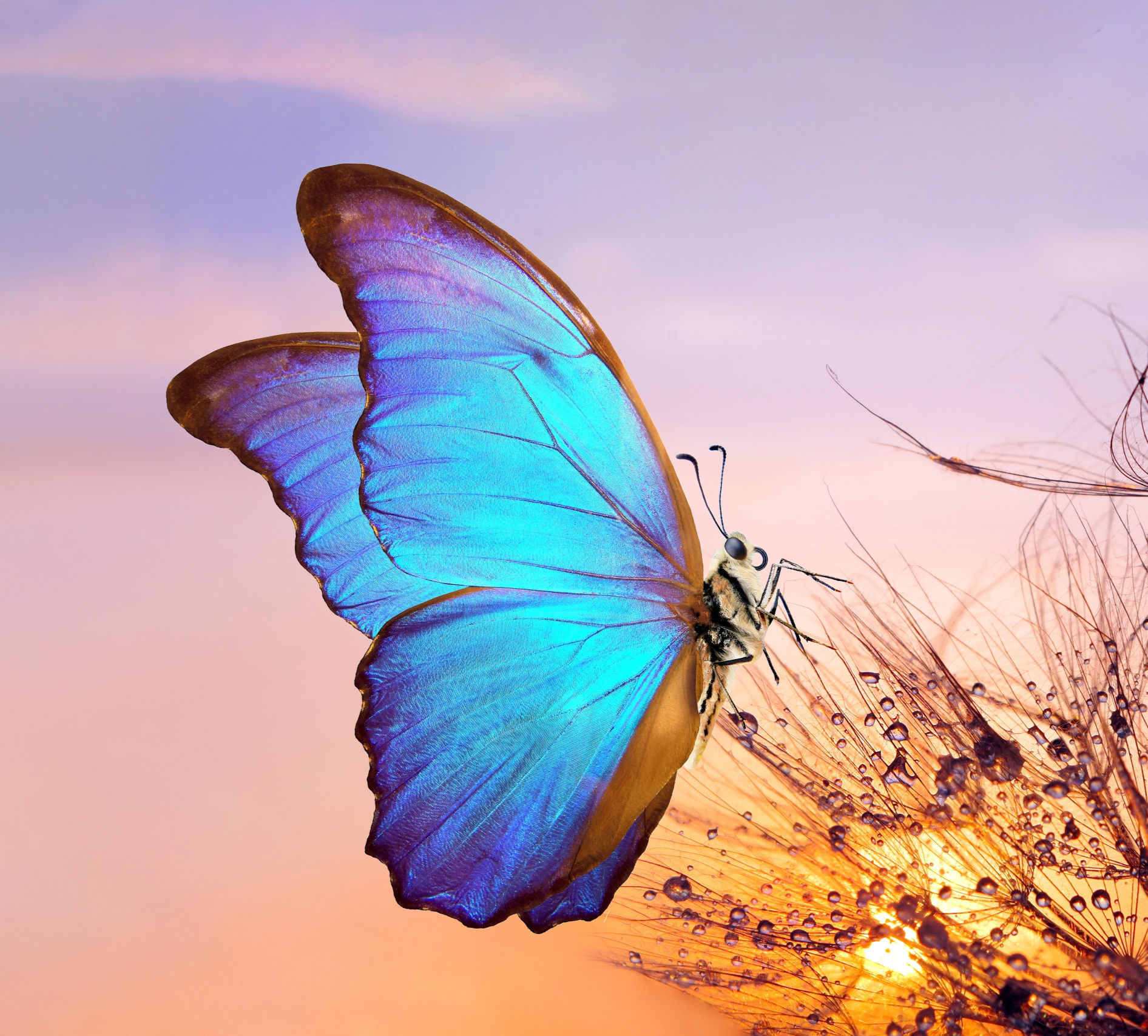 Intermediate Mediumship (Self-Guided)