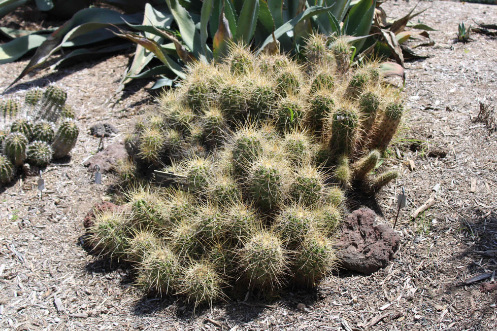 Trichocereus candicans