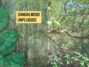 Sandalwood Unplugged