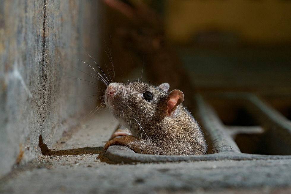 Close-up image of rat