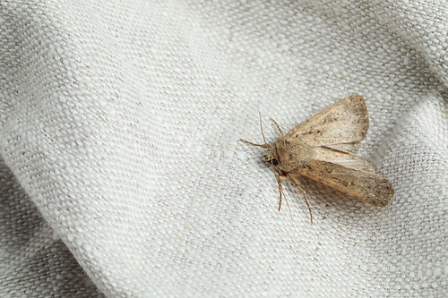 moth on white cloth