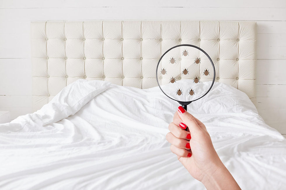 Woman holding a magnifying glass to show bed bug infestation