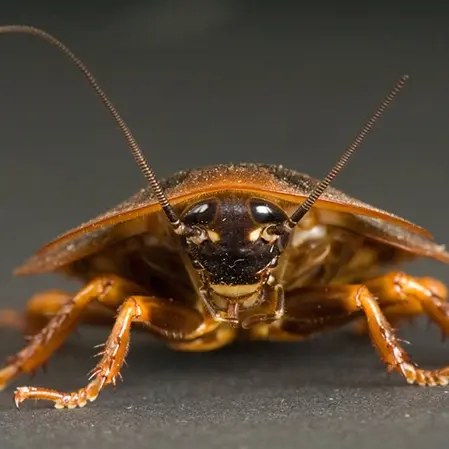 Close-up image of a cockroach