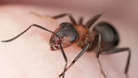 Close-up image of a black ant