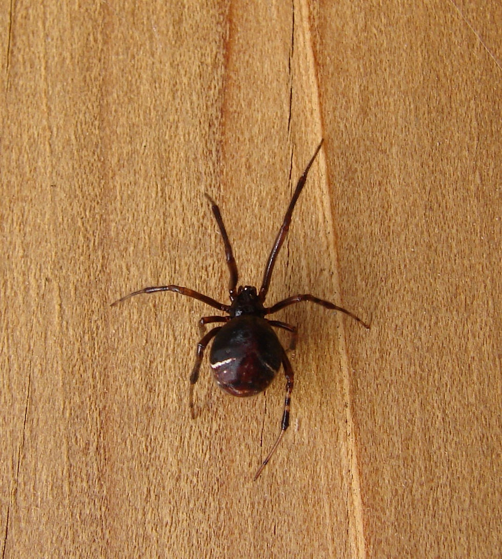 Image of a spider
