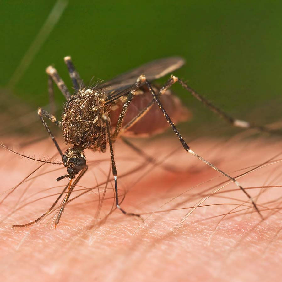 close-up image of a mosquito