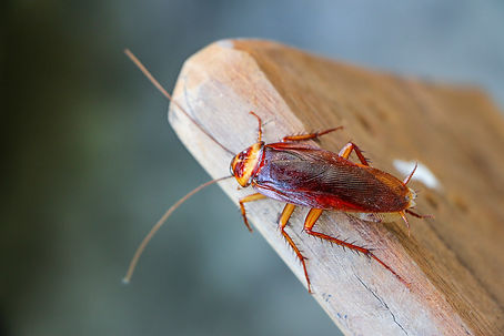 View of a cockroach on wood