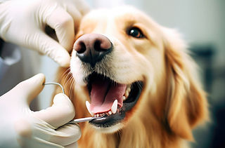 The veterinarian is removing a tooth from a dog
