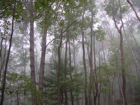 Hacklebernie Woods