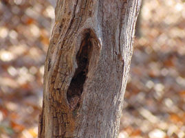 Hacklebernie Woods