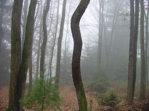 Hacklebernie Woods