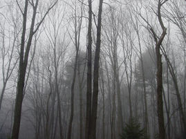 Hacklebernie Woods