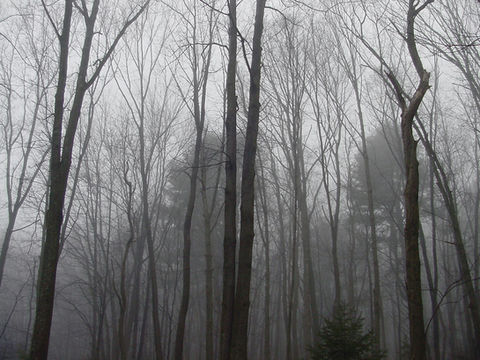 Hacklebernie Woods