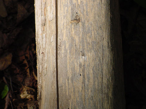 Hacklebernie Woods