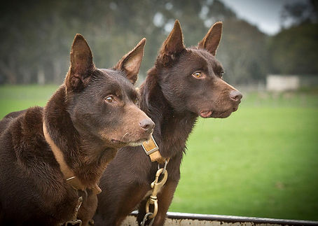 Kelpie The Legend Documentary Films