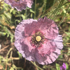 IMG_7268.jpeg