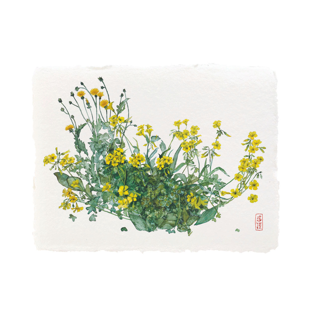 YELLOW WOODSORREL