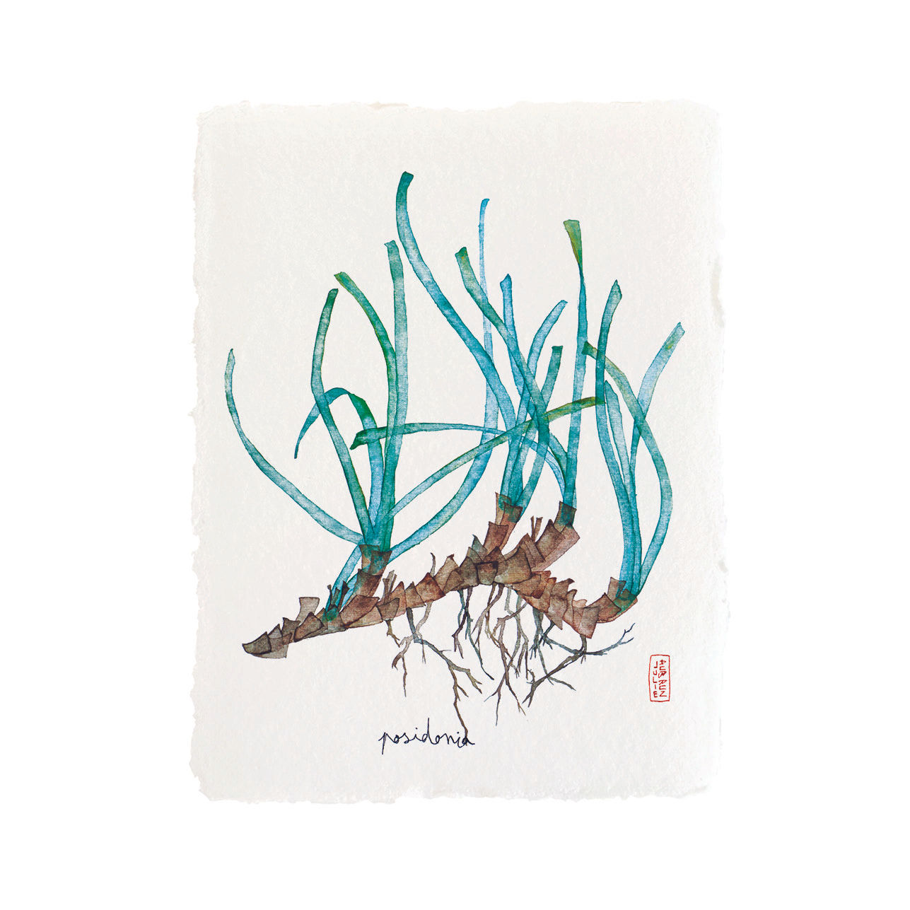 POSIDONIA