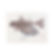 FLYING FISH