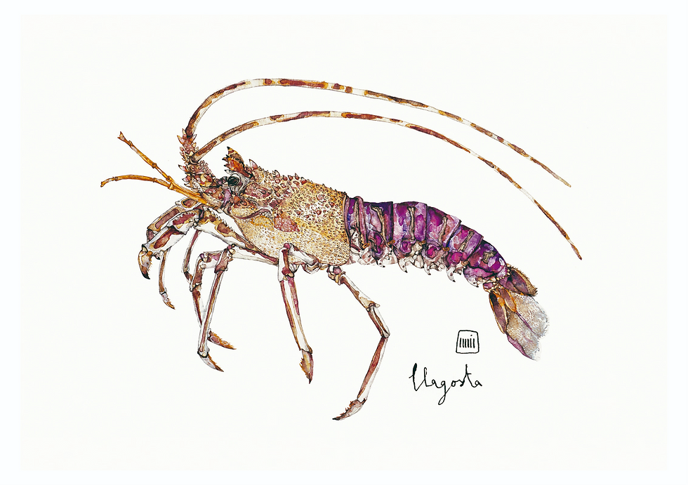 Thumbnail: RED LOBSTER