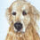 Miniatura: Golden Retriever - Bracos