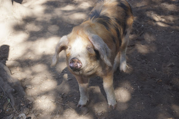 DSC09872.JPG