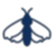 Flour moths