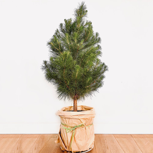 5ft Monterey Pine Potted Rental Christmas Tree (4.5ft 5.5ft