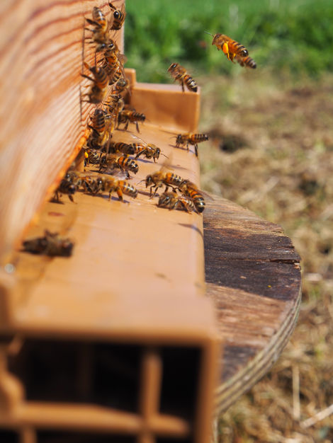 Photographies,
d'abeilles sur la ruche.