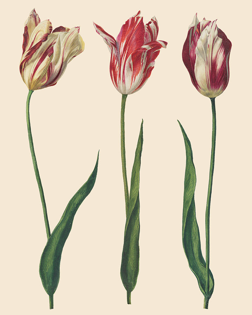Miniature : RHS TRANSFERTS DUTCH TULIPS