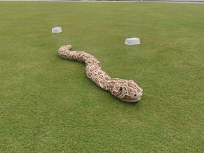 Snake in the Moldgreen grass