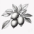 light black and white pencil sketch of lemon branch_edited.jpg