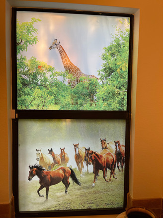 custom decorative design for bathroom window. design created using high resolutonion photography.