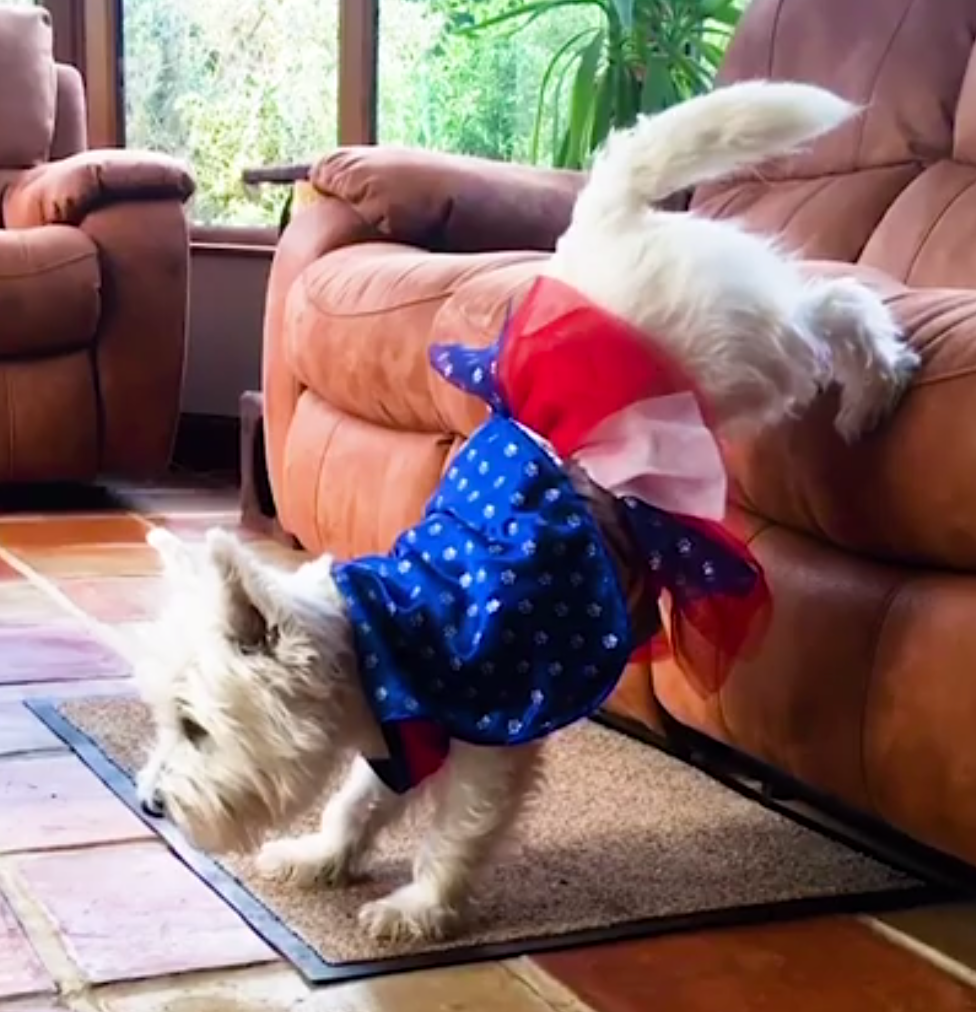 Doggy Yoga