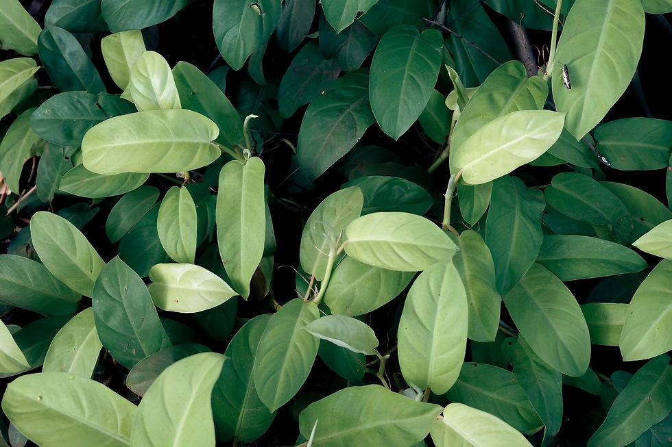 image (2) (2).png