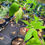 Thumbnail: Jamaican Cherry Muntingia Calabura