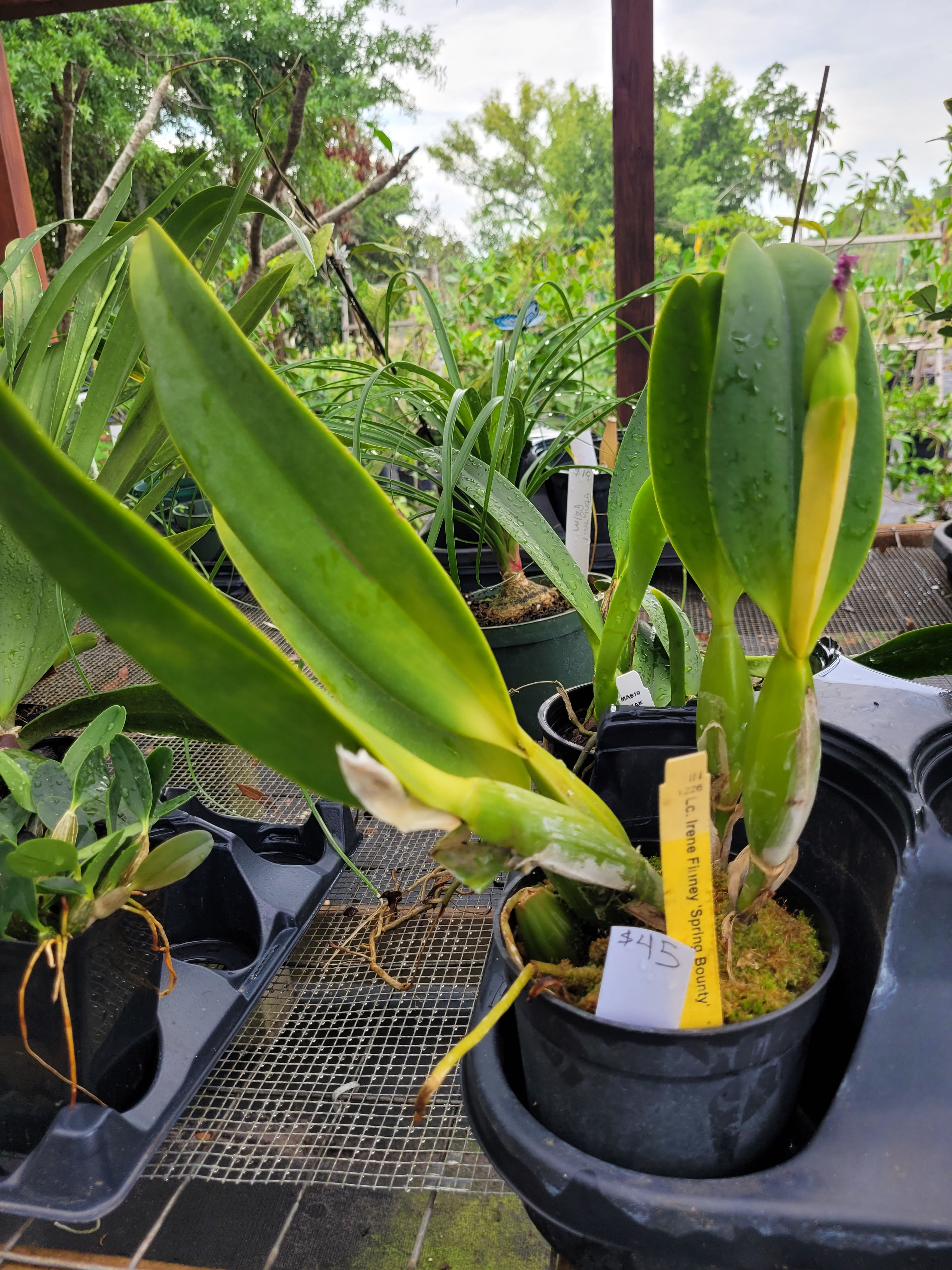 Lc. Irene Finney 'Spring Bounty'
