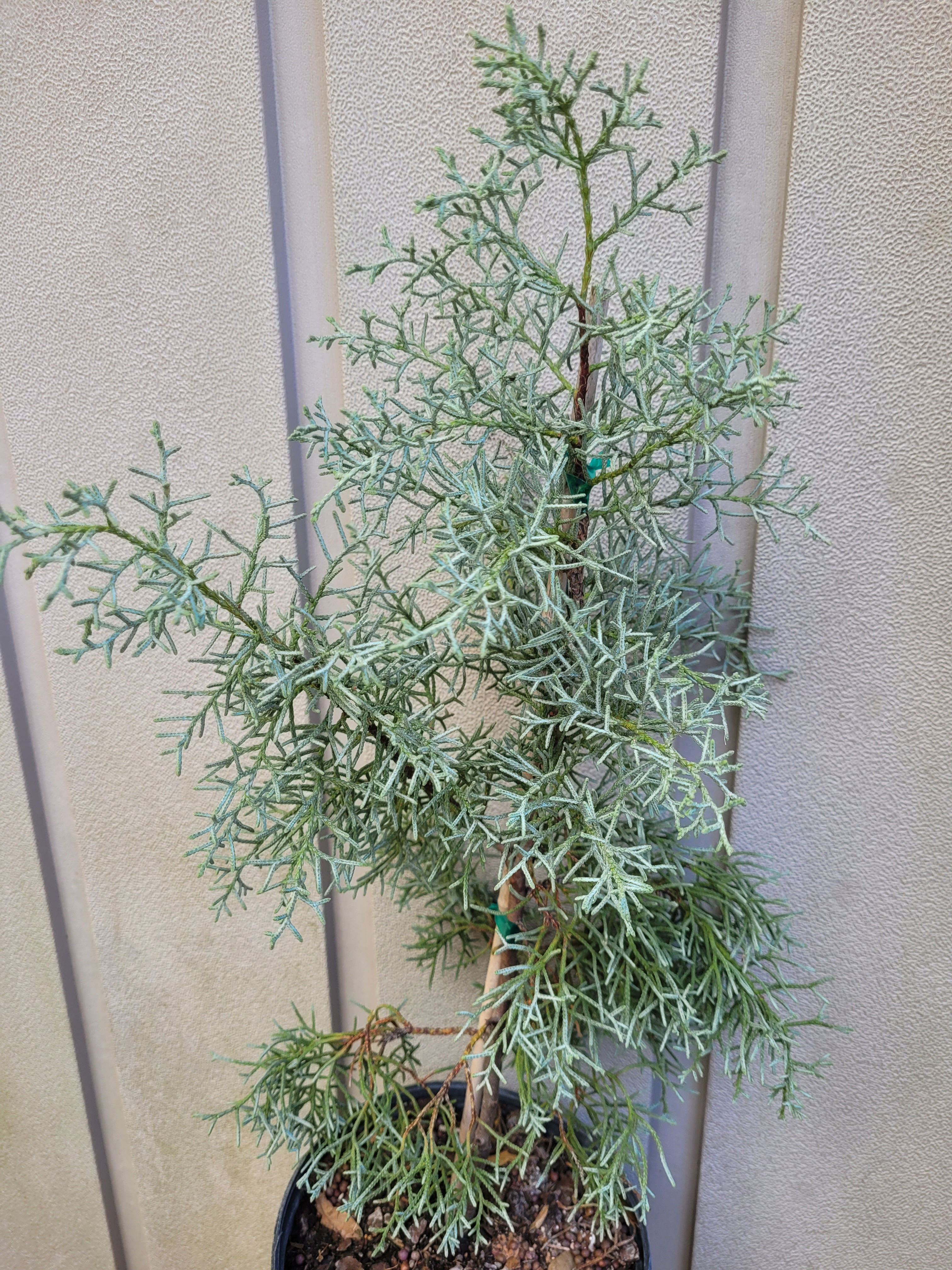 Arizona Cypress Silver Smoke