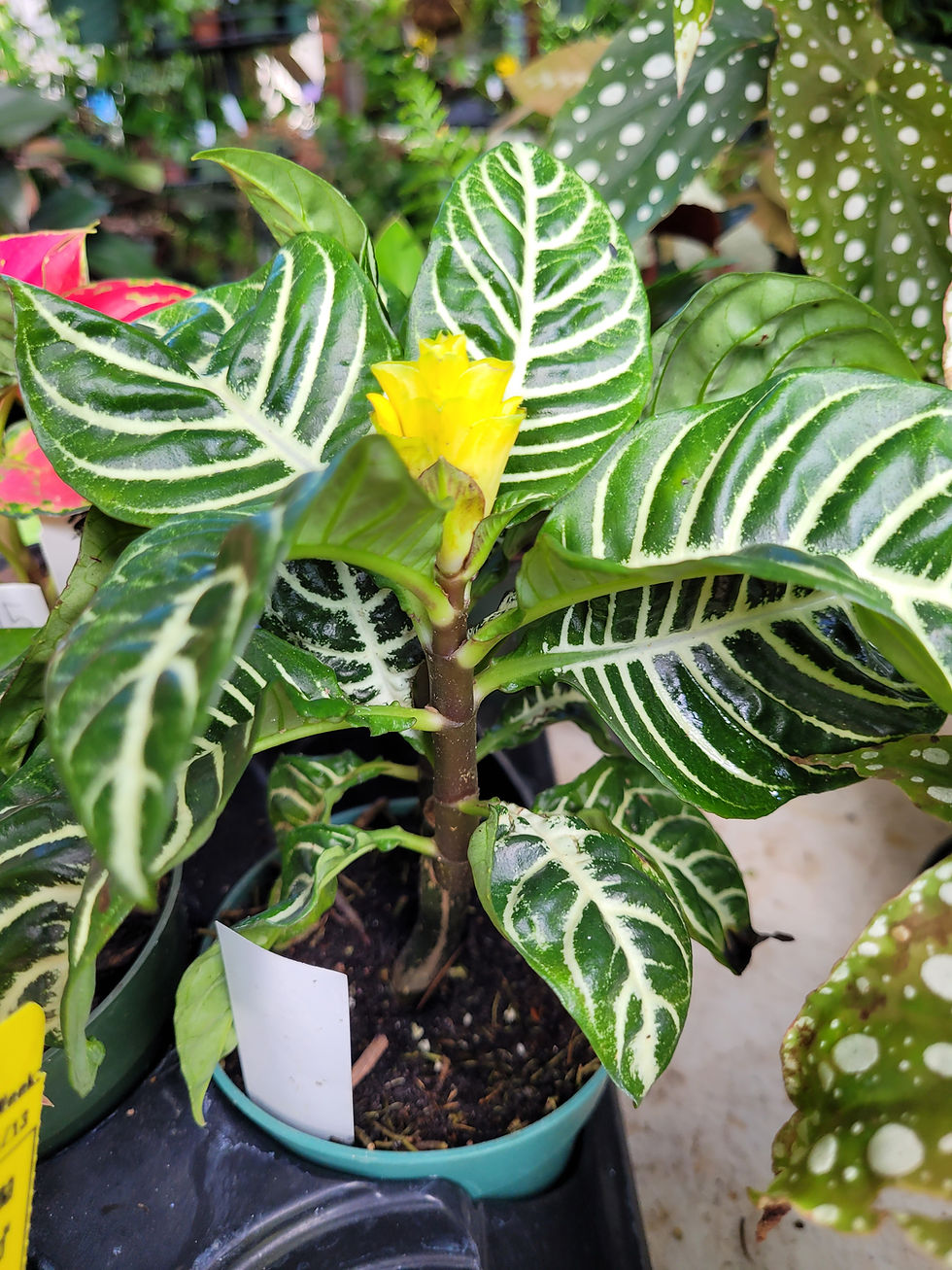 Thumbnail: Zebra Plant Aphelandra Squarrosa
