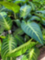 Angel Wing Caladium Xanthosoma Lindenii