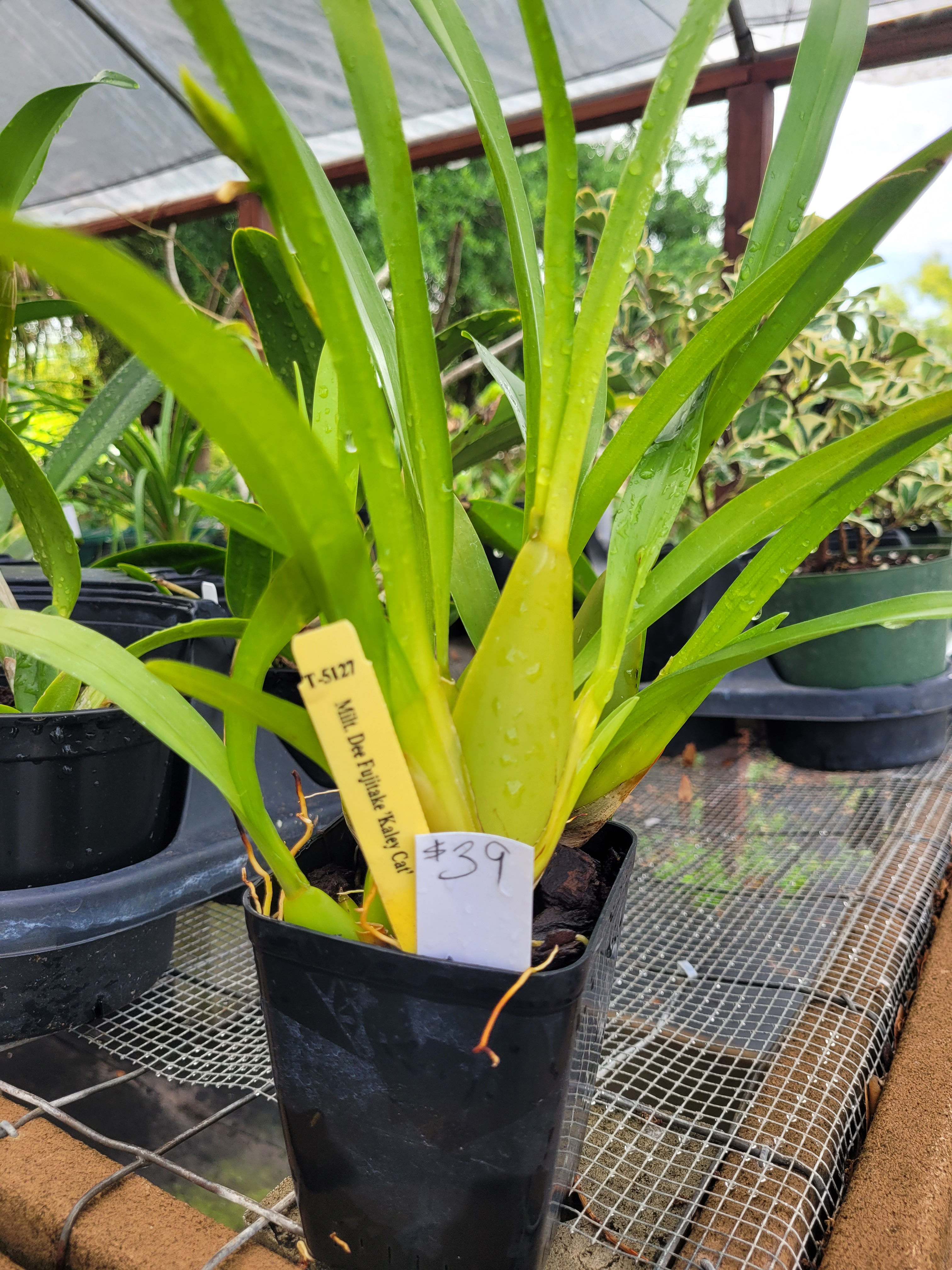 Milt. DeeFujitake 'Kaley Cat'