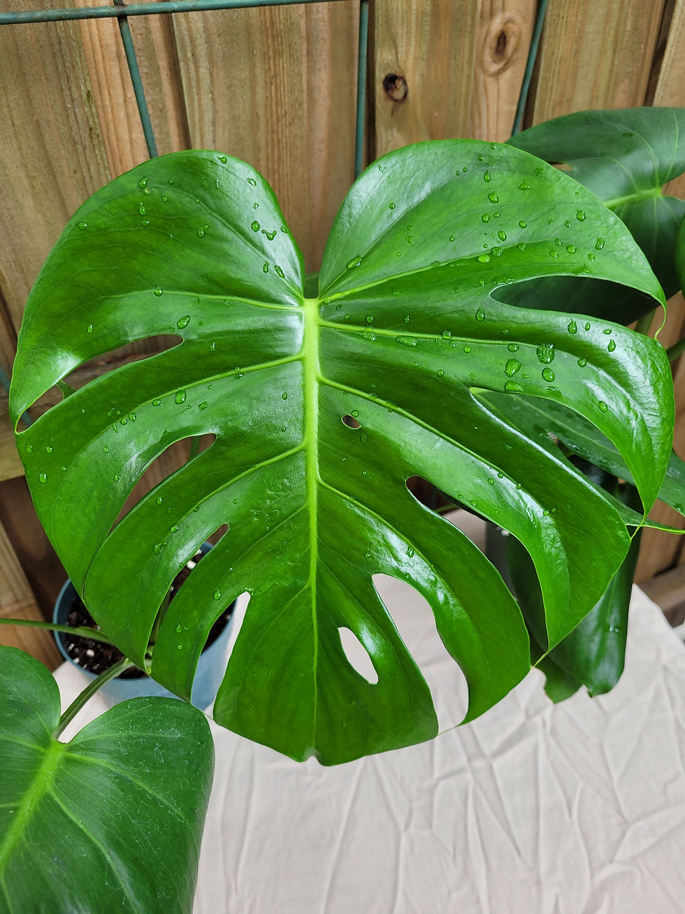 Thumbnail: Monstera Deliciosa