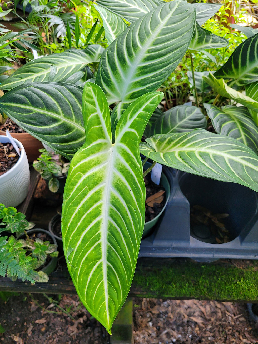 Thumbnail: Angel Wing Caladium Xanthosoma Lindenii
