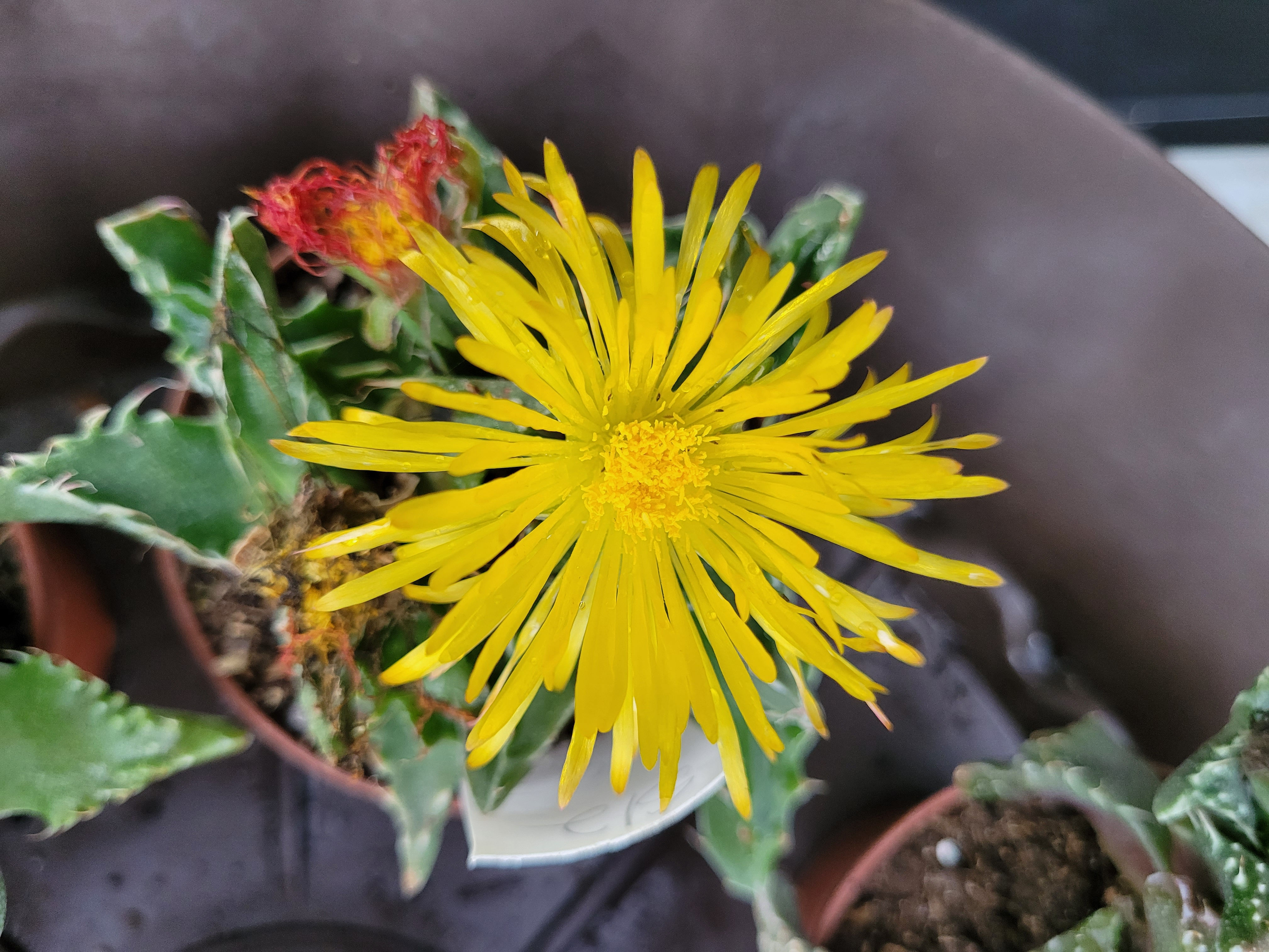 Tiger Jaw Succulent Faucaria Tigrina
